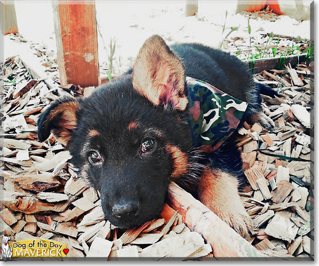 Maverick the German Shepherd, the Dog of the Day