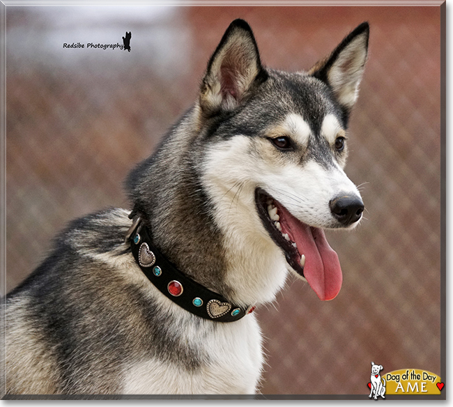 Ame the Siberian Husky, the Dog of the Day