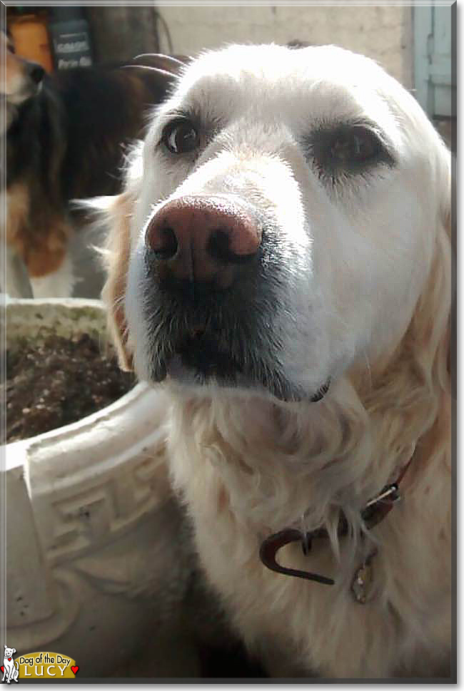 Lucy the Golden Retriever, the Dog of the Day