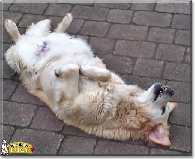 Lucy the Golden Retriever, the Dog of the Day