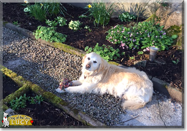 Lucy the Golden Retriever, the Dog of the Day