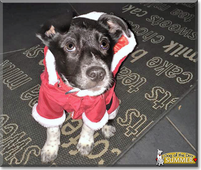 Summer the Husky, Dalmatian mix, the Dog of the Day