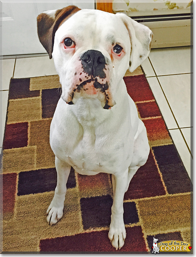 Cooper the Boxer, the Dog of the Day