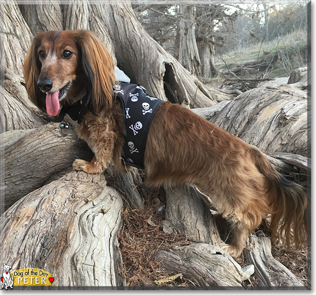 Peter the Long-Haired Dachshund, the Dog of the Day