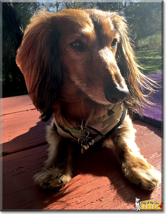 Peter the Long-Haired Dachshund, the Dog of the Day