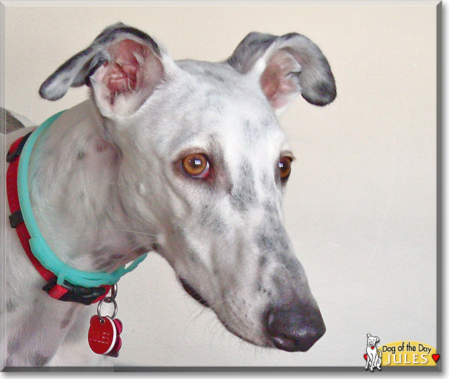 Jules the Galgo, the Dog of the Day