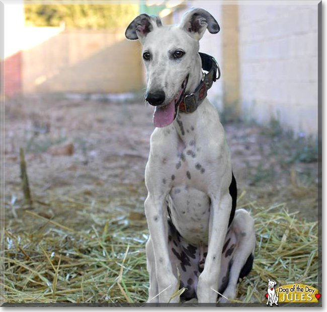 Jules the Galgo, the Dog of the Day