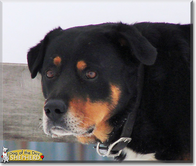 Shepherd the Rottweiler mix, the Dog of the Day