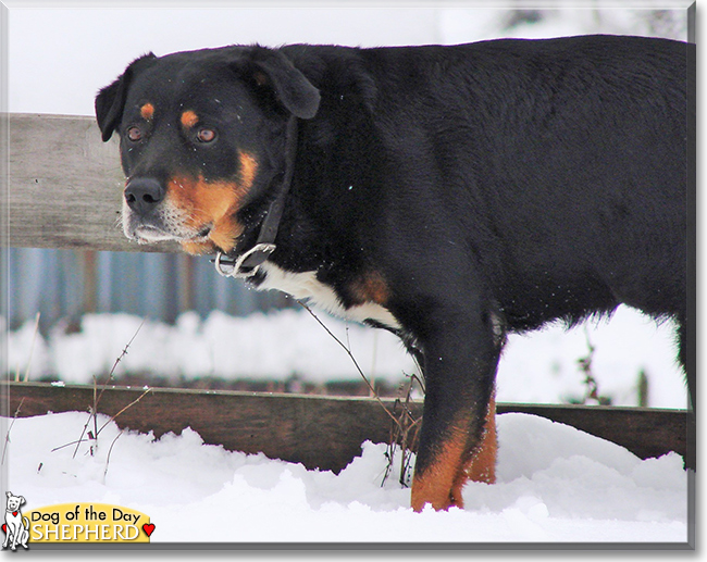 Shepherd the Rottweiler mix, the Dog of the Day