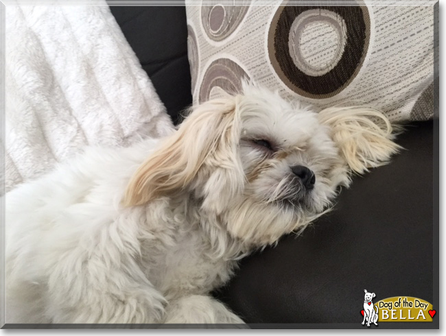 Bella the Maltese, Shih Tzu mix, the Dog of the Day