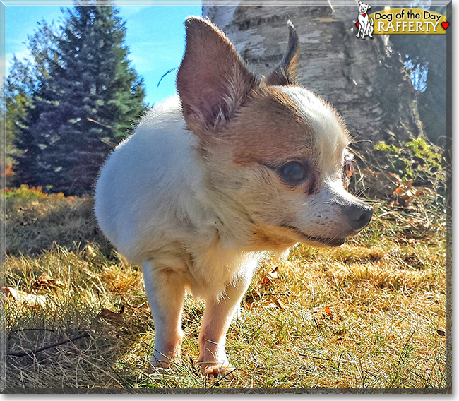 Rafferty the Chihuahua, the Dog of the Day