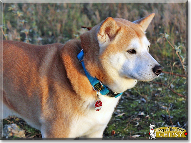 Chipsy the Shiba Inu, the Dog of the Day