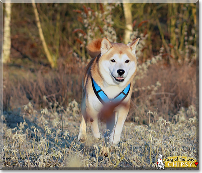 Chipsy the Shiba Inu, the Dog of the Day