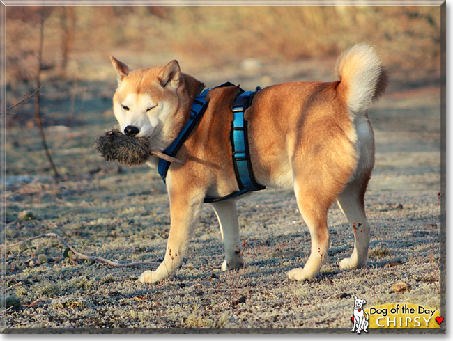 Chipsy the Shiba Inu, the Dog of the Day