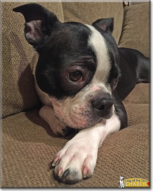 Charlie the Boston Terrier, the Dog of the Day