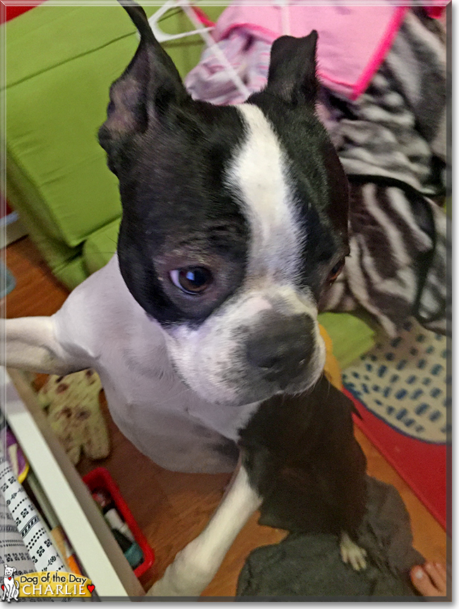 Charlie the Boston Terrier, the Dog of the Day