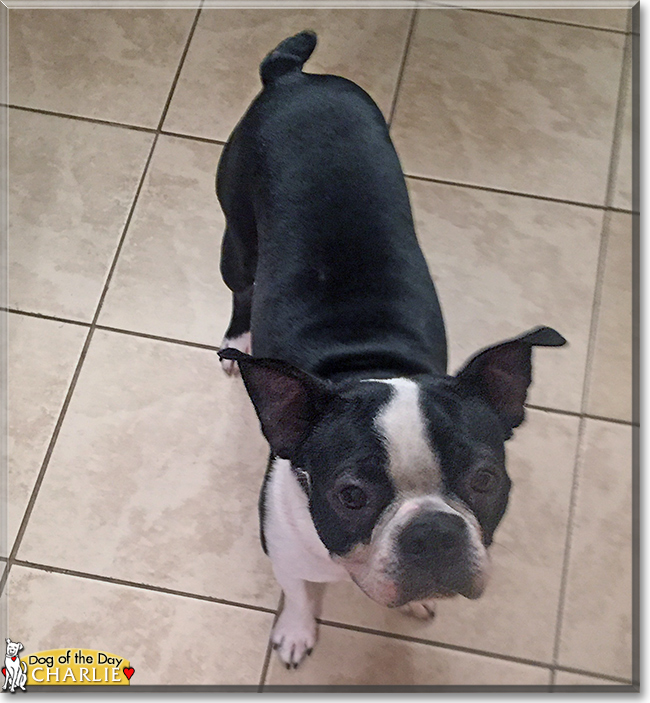 Charlie the Boston Terrier, the Dog of the Day