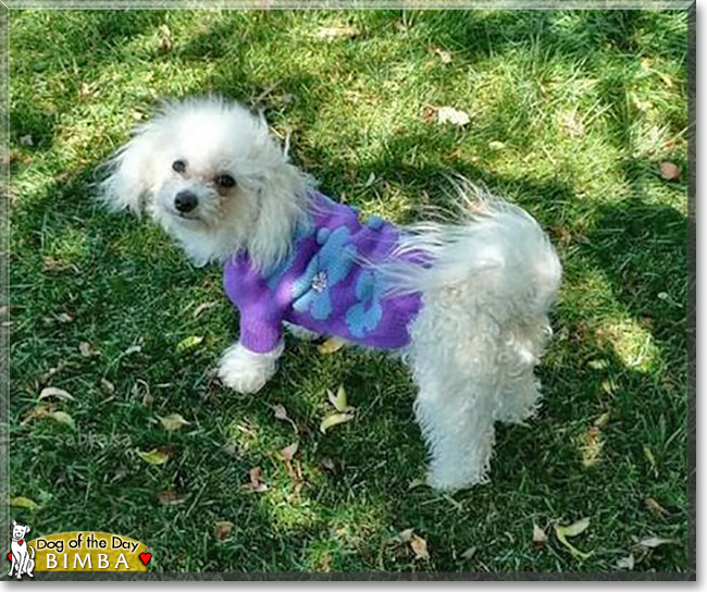 Bimba the Bichon Frise, the Dog of the Day