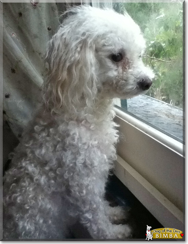 Bimba the Bichon Frise, the Dog of the Day