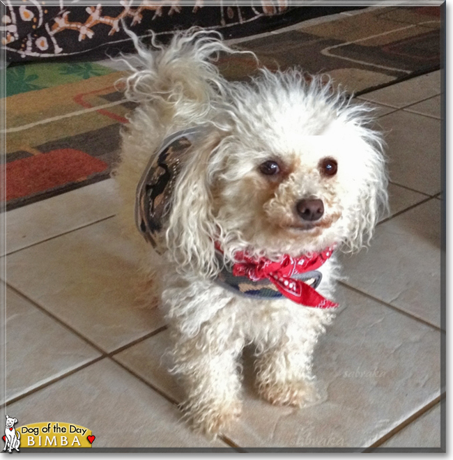 Bimba the Bichon Frise, the Dog of the Day