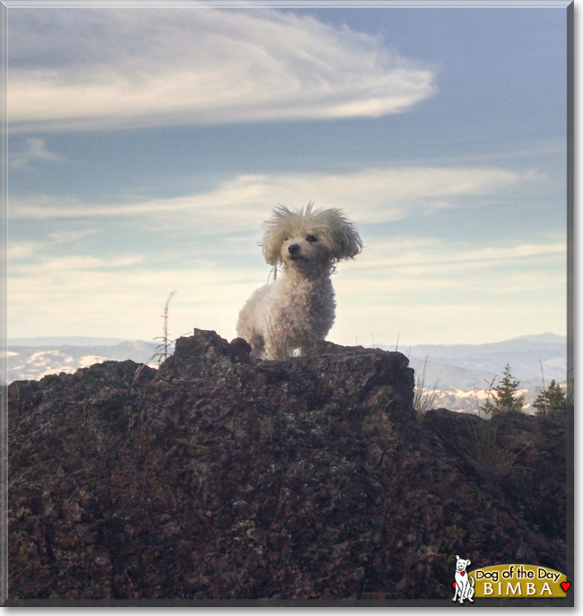 Bimba the Bichon Frise, the Dog of the Day