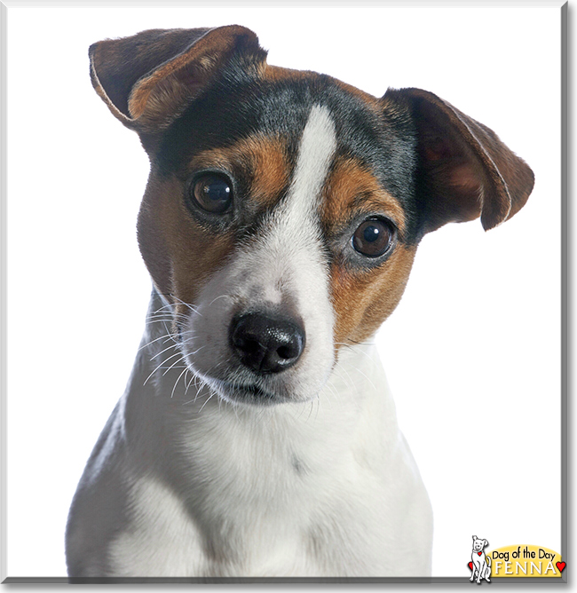 Fenna the Jack Russell Terrier, the Dog of the Day