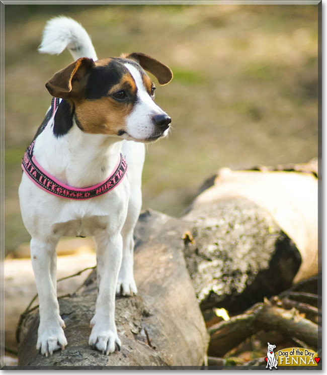 Fenna the Jack Russell Terrier, the Dog of the Day