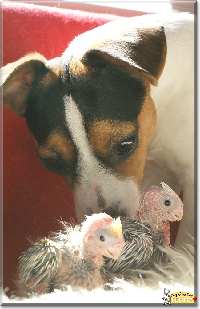 Fenna the Jack Russell Terrier, the Dog of the Day