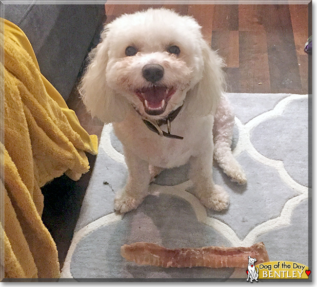 Bentley the Bichon Frise/Miniature Poodle mix, the Dog of the Day