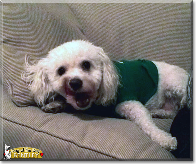 Bentley the Bichon Frise/Miniature Poodle mix, the Dog of the Day