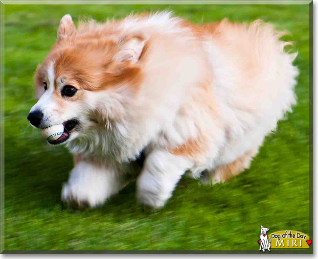 Miri the Pembroke Welsh Corgi, the Dog of the Day