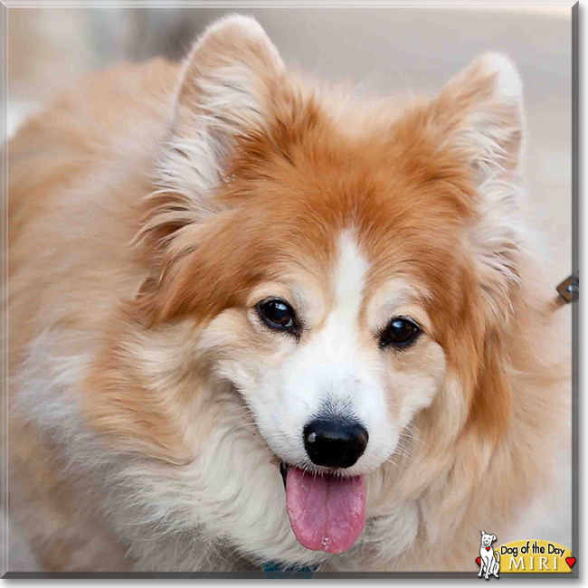 Miri the Pembroke Welsh Corgi, the Dog of the Day