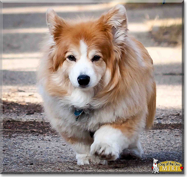 Miri the Pembroke Welsh Corgi, the Dog of the Day