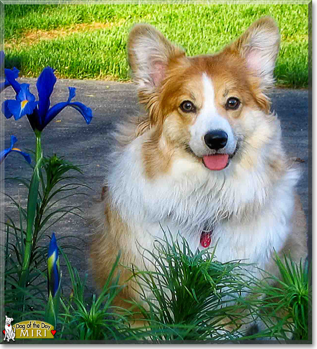 Miri the Pembroke Welsh Corgi, the Dog of the Day