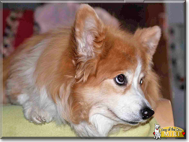 Miri the Pembroke Welsh Corgi, the Dog of the Day