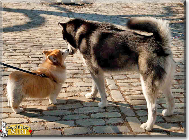 Miri the Pembroke Welsh Corgi, the Dog of the Day