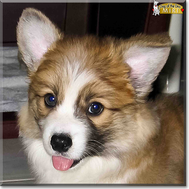 Miri the Pembroke Welsh Corgi, the Dog of the Day