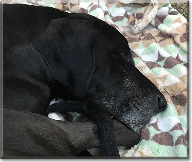 Roxie the Great Dane, the Dog of the Day