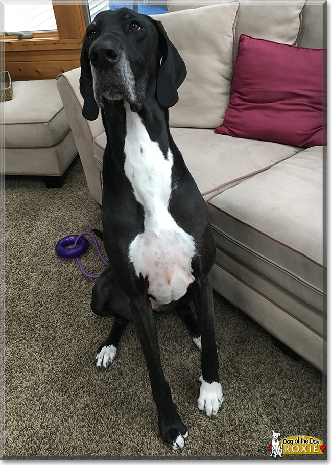 Roxie the Great Dane, the Dog of the Day