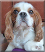 Roni the Cavalier King Charles Spaniel