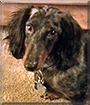 Rylee the Dapple Dachshund