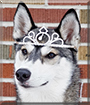 Ame the Siberian Husky