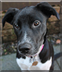 Summer the Husky, Dalmatian mix