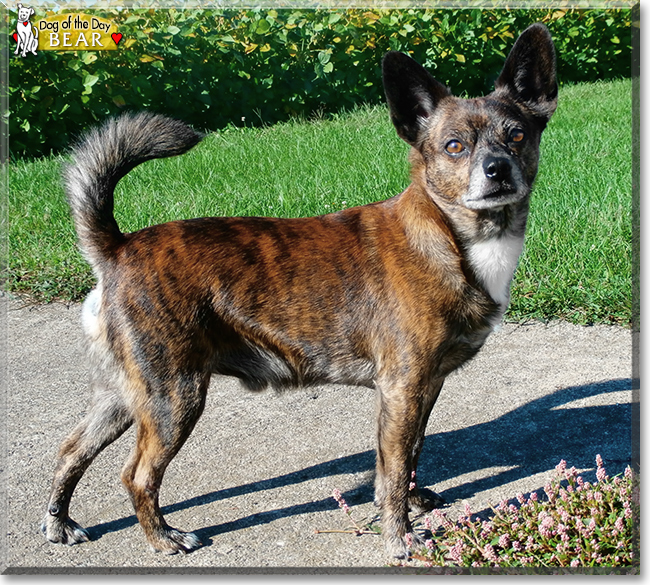 Bear the Chihuahua/ Papillon, the Dog of the Day