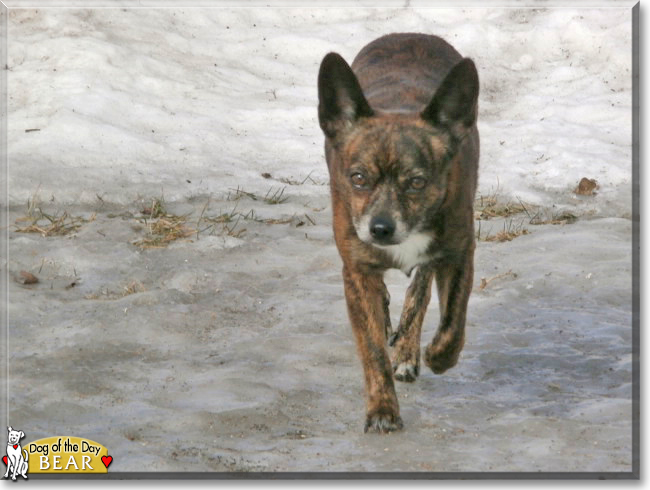 Bear the Chihuahua/ Papillon, the Dog of the Day