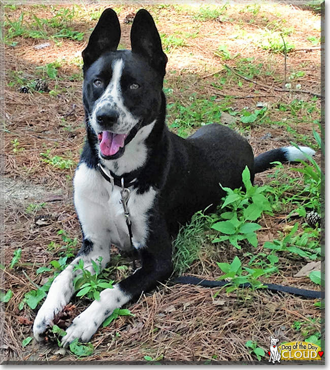 Cloud the Dalamatian/Husky mix, the Dog of the Day