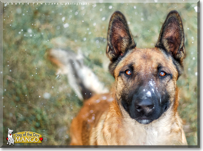 Mango the Belgian Malinois mix, the Dog of the Day