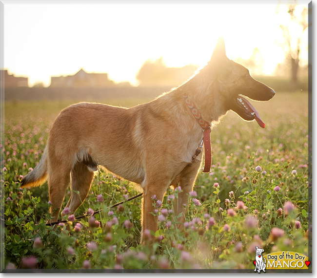 Mango the Belgian Malinois mix, the Dog of the Day