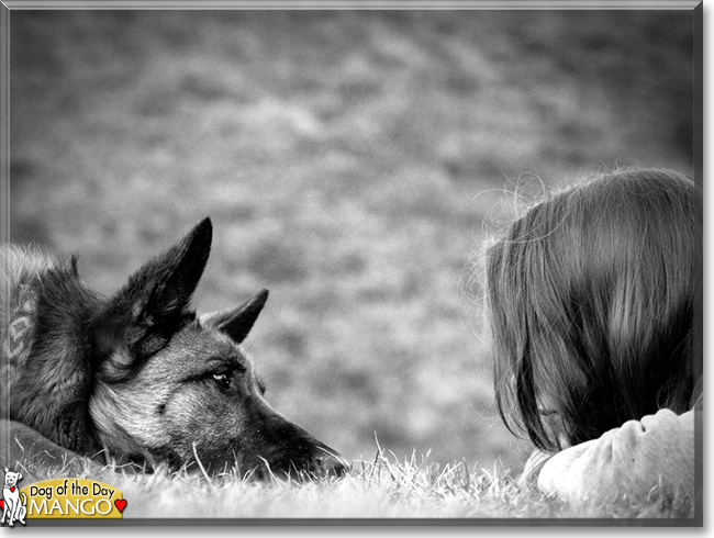 Mango the Belgian Malinois mix, the Dog of the Day