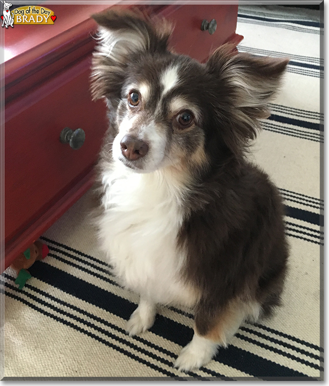 Brady the Toy Australian Shepherd, the Dog of the Day